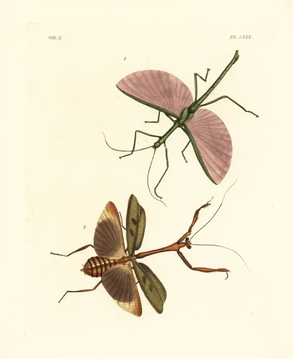 Framed Print : Dragon stick insect and Stagmomantis domingensis Framed Print : Dragon stick insect and Stagmomantis domingensis
