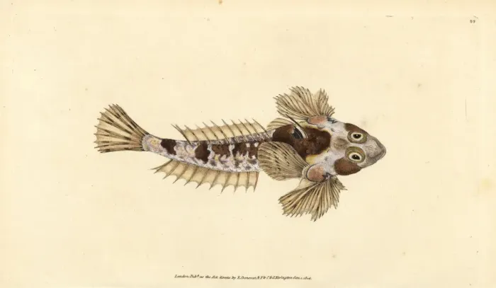Framed Print : Dragonet, Callionymus lyra Framed Print : Dragonet, Callionymus lyra