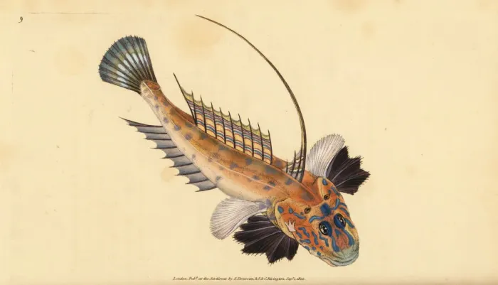 Framed Print : Dragonet, Callionymus lyra Framed Print : Dragonet, Callionymus lyra