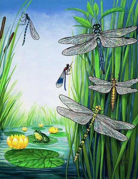 Dragonflies. The Pond Patrol. Various types of dragonfly