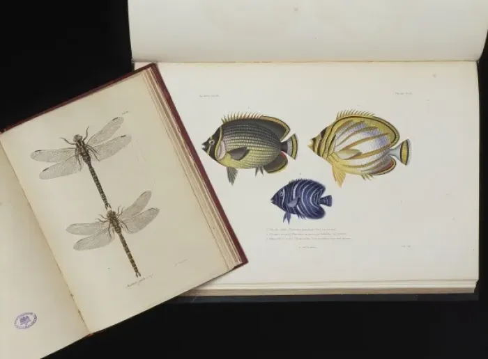 Framed Print : Dragonflies and Fish Framed Print : Dragonflies and Fish