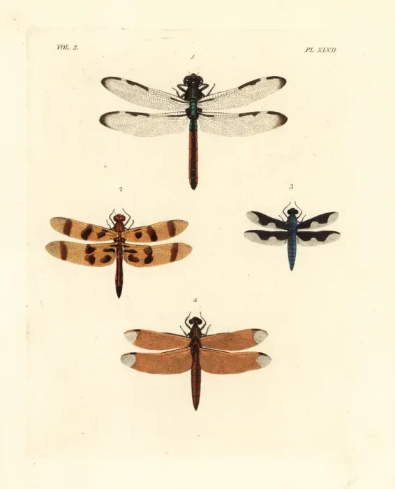 Framed Print : Dragonflies and skimmers Framed Print : Dragonflies and skimmers