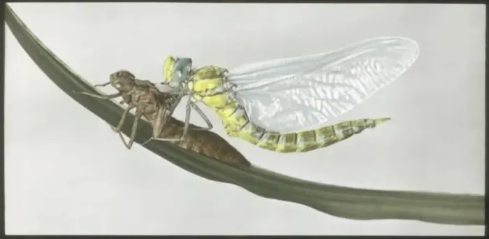 Framed Print : Dragonfly (Aeshna Cyanea) emerged from exuvia Framed Print : Dragonfly (Aeshna Cyanea) emerged from exuvia