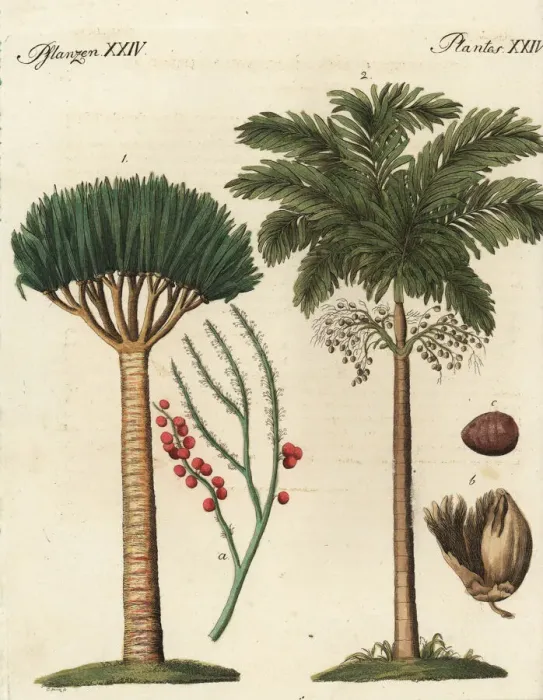 Framed Print : Dragons blood palm and areca palm trees Framed Print : Dragons blood palm and areca palm trees