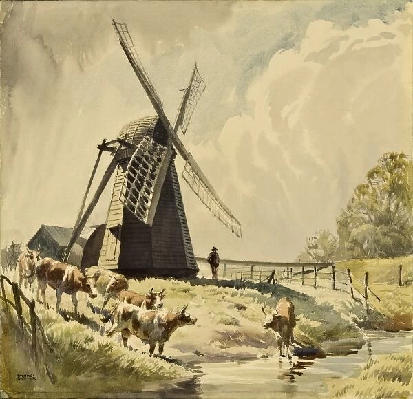 Draining Mill, Herringfleet with cattle