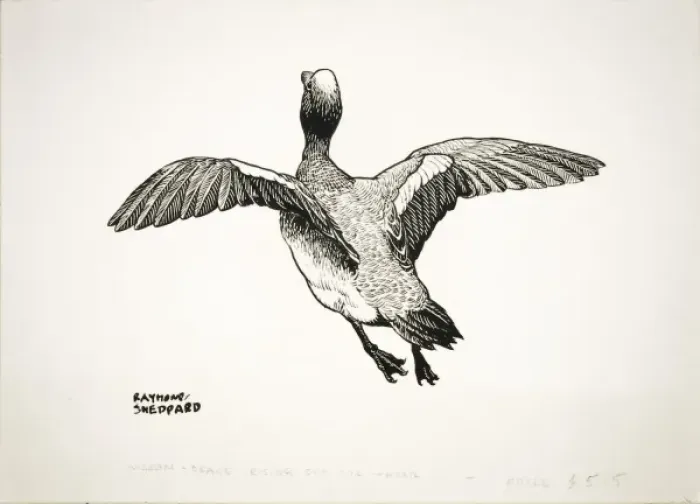 Framed Print : Drake Wigeon taking off Framed Print : Drake Wigeon taking off