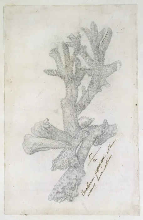 Framed Print : Drawing labelled coral Framed Print : Drawing labelled coral