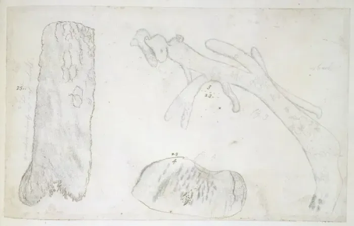 Framed Print : Drawing labelled Coral