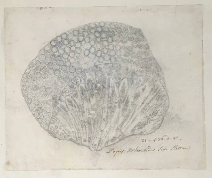 Framed Print : Drawing labelled Coral Framed Print : Drawing labelled Coral