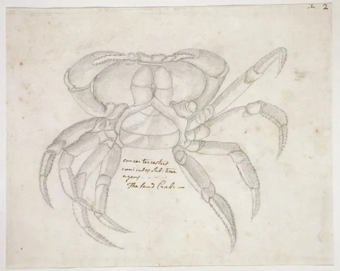 Framed Print : Drawing labelled Land crab