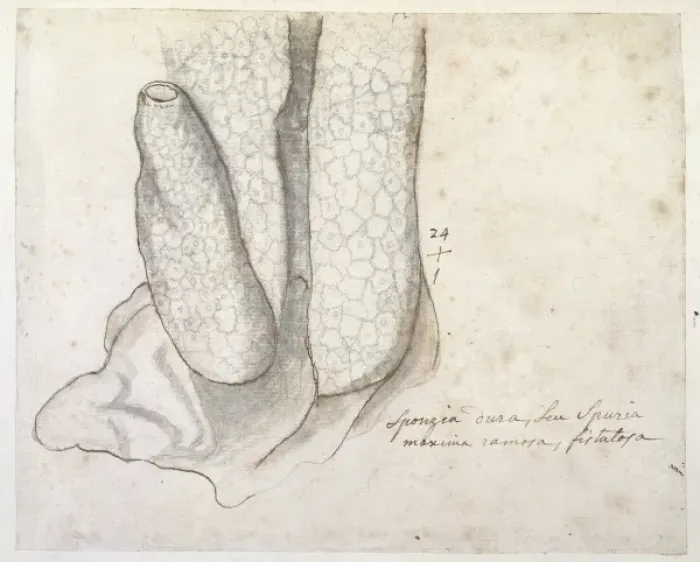 Framed Print : Drawing labelled Sponge Framed Print : Drawing labelled Sponge