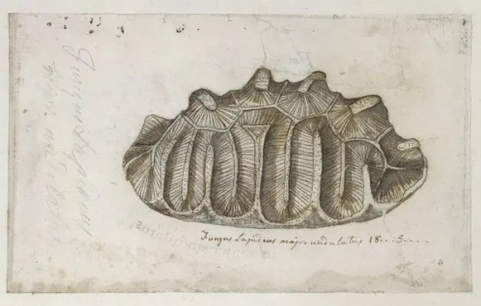 Framed Print : Drawing labelled Sponge Framed Print : Drawing labelled Sponge