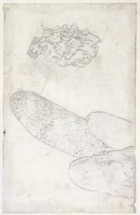Framed Print : Drawing labelled Sponge and coral Framed Print : Drawing labelled Sponge and coral