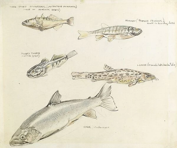 Drawing of various fish