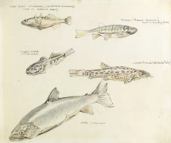 Framed Print : Drawing of various fish Framed Print : Drawing of various fish