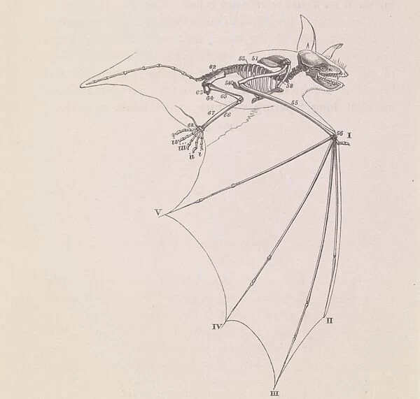 Drawing of the wing of a bat from Owens book On the Nature