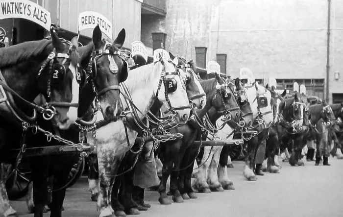 Framed Print : Dray horses, Watney's Brewery Framed Print : Dray horses, Watney's Brewery