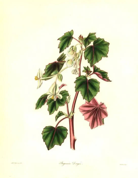 Framed Print : Dreges begonia, Begonia dregei Framed Print : Dreges begonia, Begonia dregei
