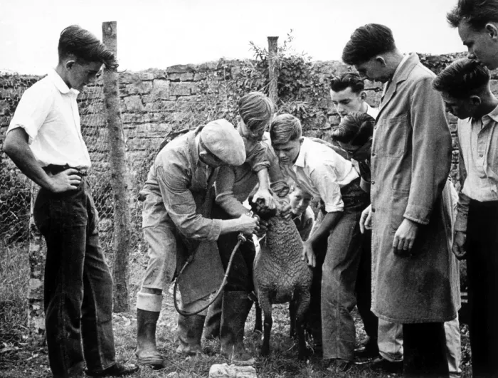 Framed Print : Drenching a Sheep Framed Print : Drenching a Sheep