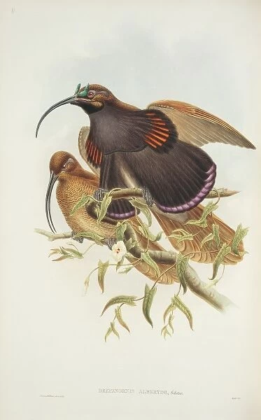 Drepanornis albertisi, black-billed sicklebill