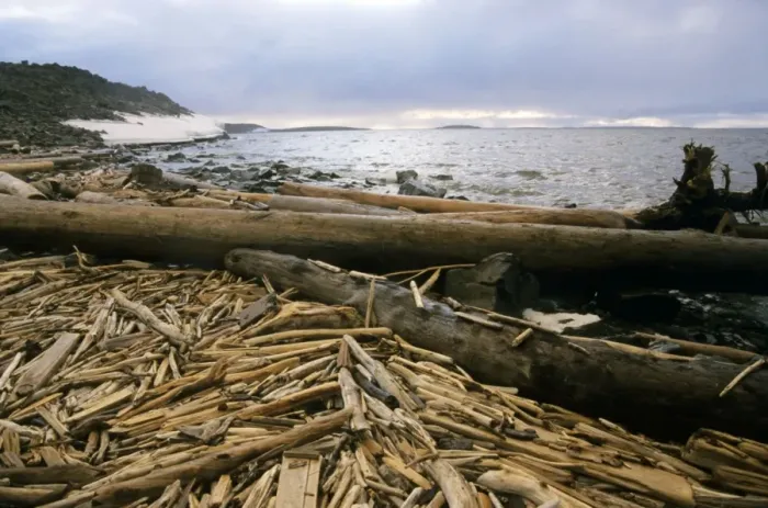 Framed Print : Driftwood - accumulating in Yenisey-river gulf Framed Print : Driftwood - accumulating in Yenisey-river gulf