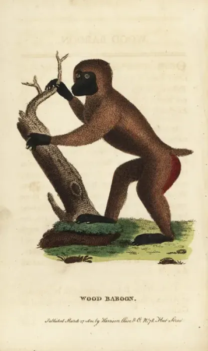 Framed Print : Drill, Mandrillus leucophaeus Framed Print : Drill, Mandrillus leucophaeus
