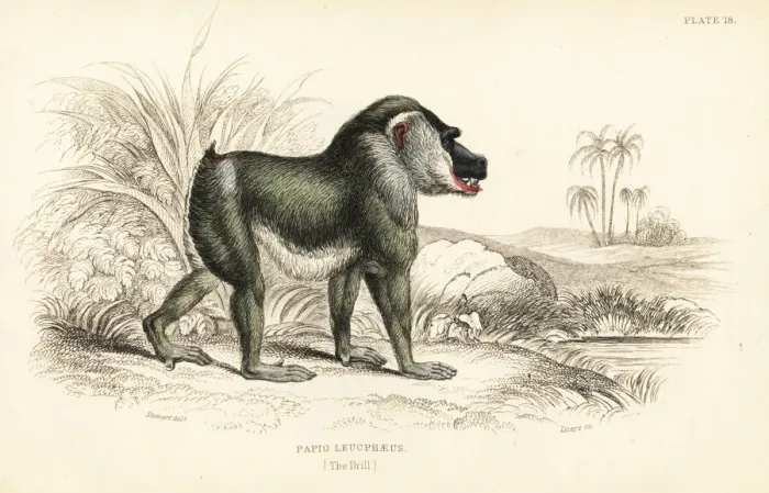 Framed Print : Drill, Mandrillus leucophaeus. Endangered Framed Print : Drill, Mandrillus leucophaeus. Endangered