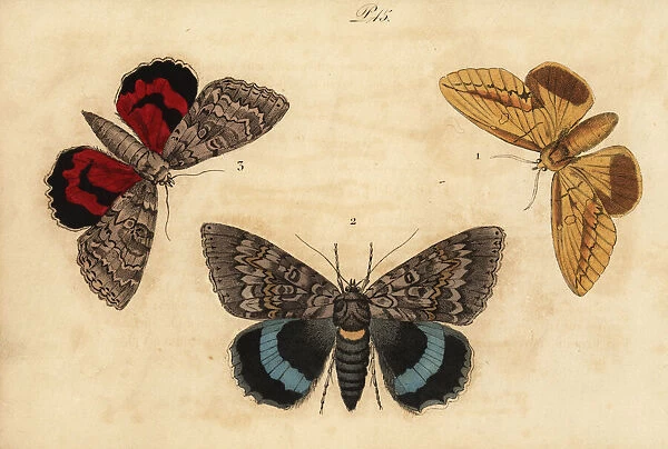 Drinker, blue underwing and red underwing moths