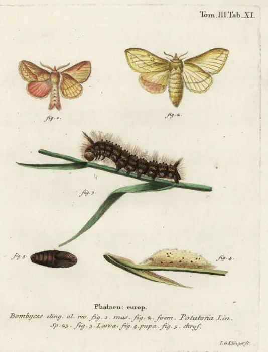 Framed Print : Drinker moth, Euthrix potatoria Framed Print : Drinker moth, Euthrix potatoria