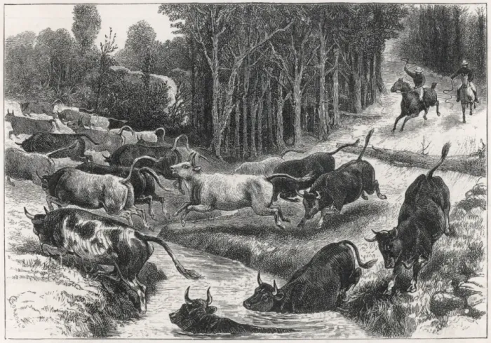Framed Print : Driving Cattle, Australia
