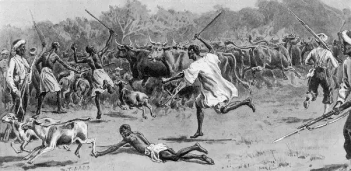 Framed Print : Driving cattle captured from the enemy, Sierra Leone Framed Print : Driving cattle captured from the enemy, Sierra Leone