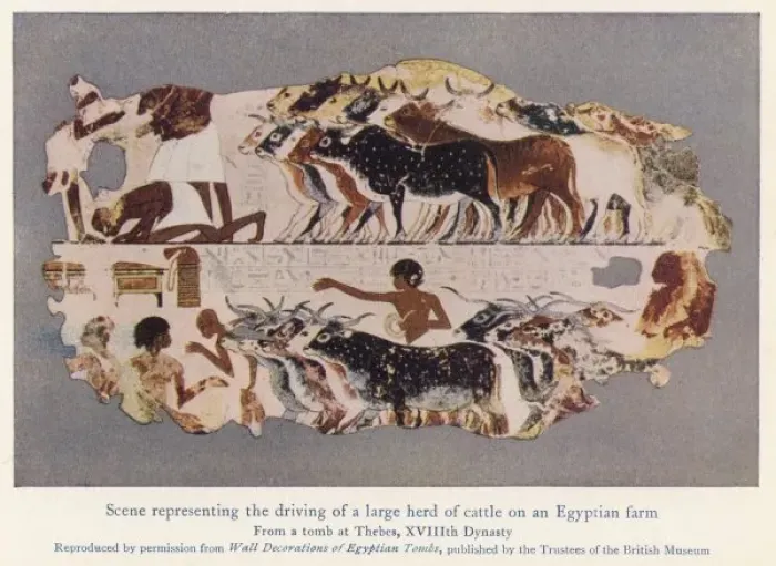 Framed Print : Driving Cattle, Egypt Framed Print : Driving Cattle, Egypt