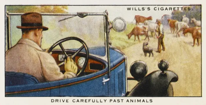 Framed Print : Driving Past Animals Framed Print : Driving Past Animals