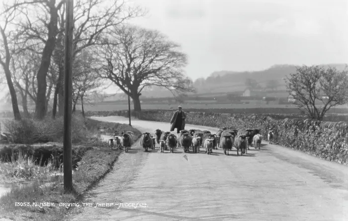 Framed Print : Driving the Sheep Framed Print : Driving the Sheep