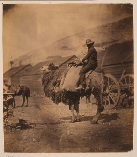Dromedary. Man seated on a camel, facing left; huts in the background. Date 1855