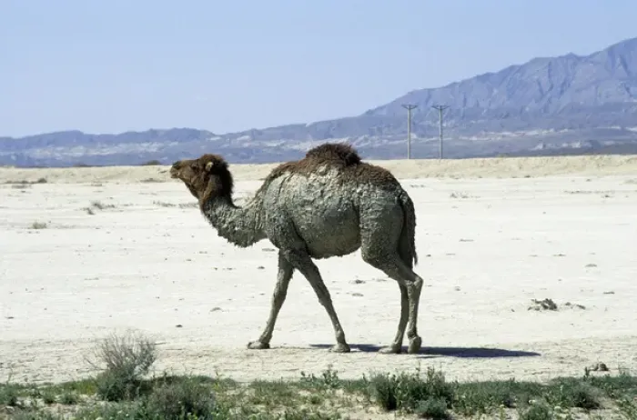 Framed Print : Dromedary / Arabian / One-humped Camel - after Framed Print : Dromedary / Arabian / One-humped Camel - after