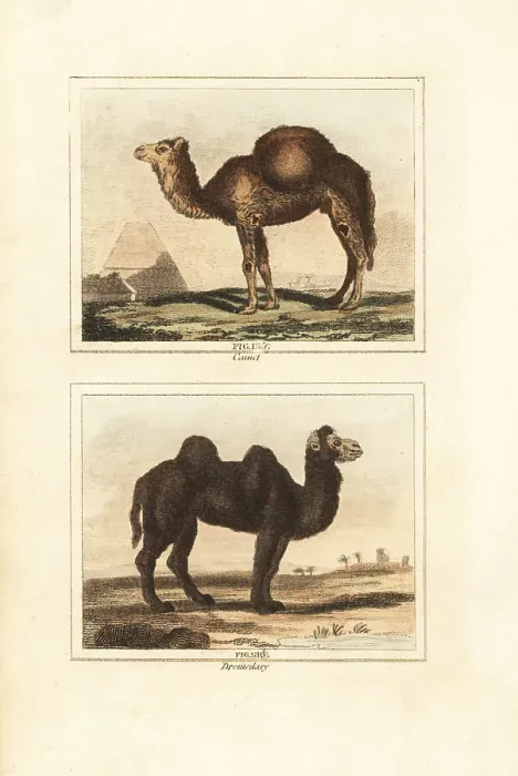 Framed Print : Dromedary and Bactrian camels Framed Print : Dromedary and Bactrian camels