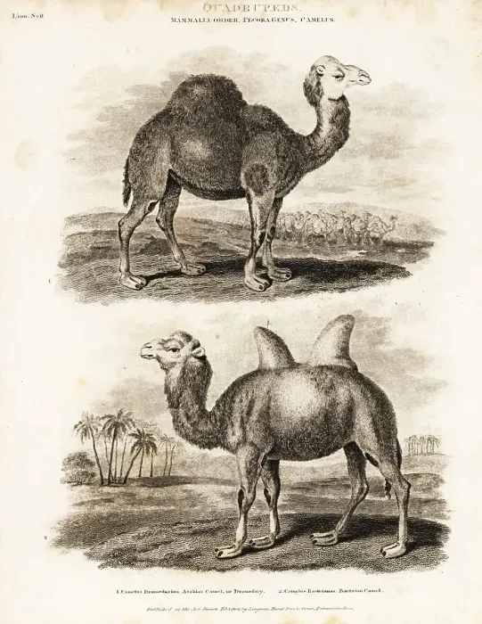 Framed Print : Dromedary and Bactrian camels Framed Print : Dromedary and Bactrian camels
