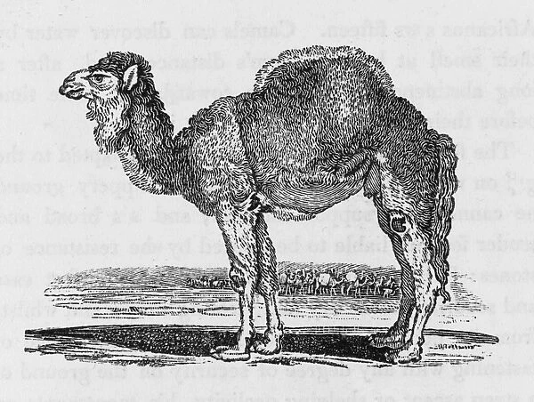 Dromedary (Bewick). Camelus dromedarius: also known as the Arabian Camel
