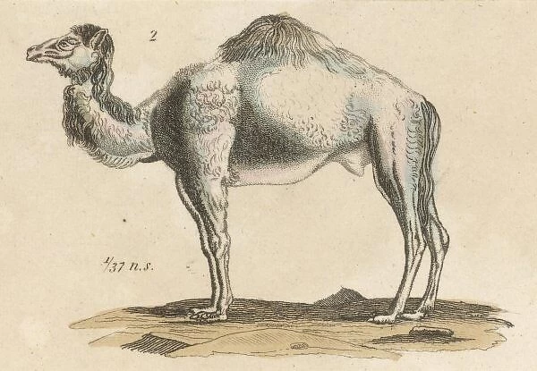 Dromedary Camel C1815