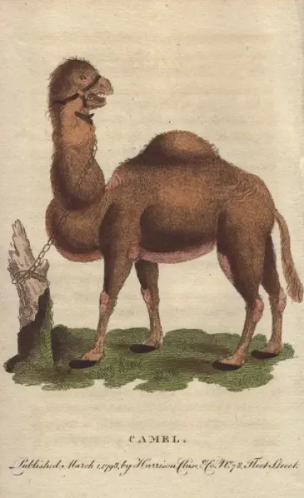 Framed Print : Dromedary camel, Camelus dromedarius Framed Print : Dromedary camel, Camelus dromedarius