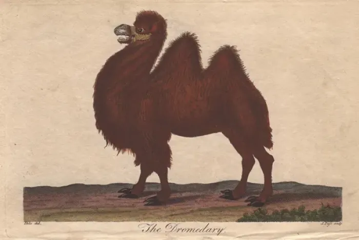 Framed Print : Dromedary camel, Camelus dromedarius Framed Print : Dromedary camel, Camelus dromedarius