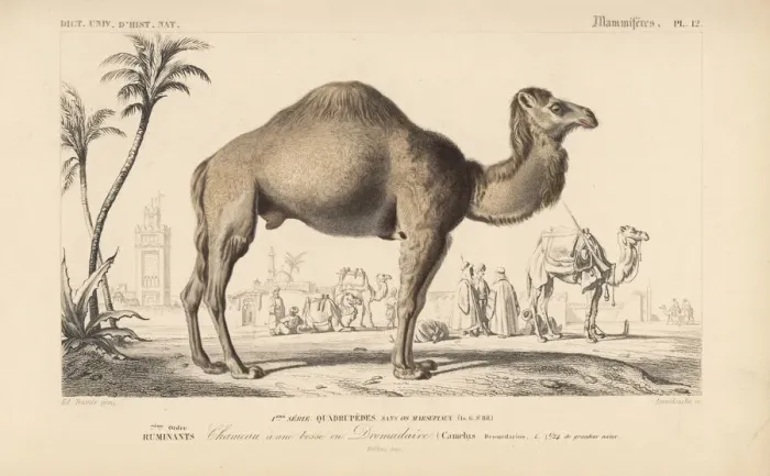 Framed Print : Dromedary camel, Camelus dromedarius Framed Print : Dromedary camel, Camelus dromedarius