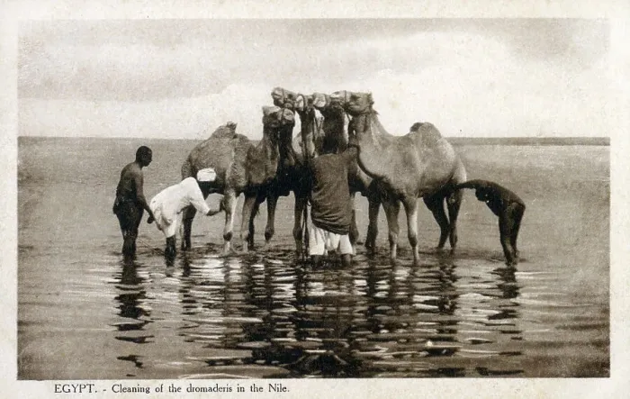 Framed Print : Dromedary camels being cleaned in the River Nile Framed Print : Dromedary camels being cleaned in the River Nile