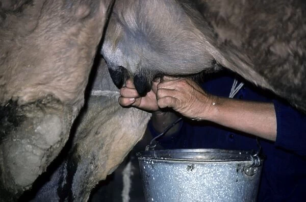 Dromedary a One-humped Camel - being milked