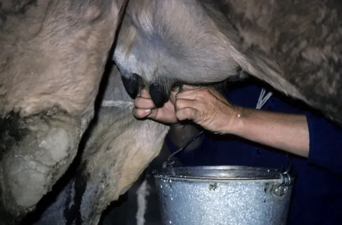 Framed Print : Dromedary a One-humped Camel - being milked Framed Print : Dromedary a One-humped Camel - being milked
