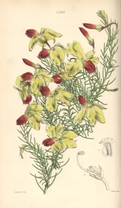 Framed Print : Drooping leschenaultia, Leschenaultia arcuata Framed Print : Drooping leschenaultia, Leschenaultia arcuata