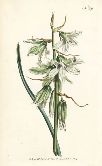 Framed Print : Drooping or Neapolitan star of Bethlehem