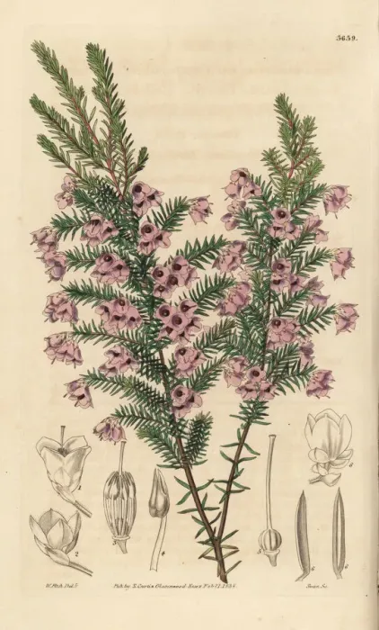 Framed Print : Drooping round-headed heath, Erica florida var. campanulata Framed Print : Drooping round-headed heath, Erica florida var. campanulata