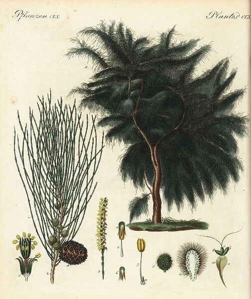 Drooping she-oak, Allocasuarina verticillata